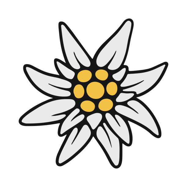 edelweiß. rzadki alpejski kwiat w prostym płaskim stylu. symbol alp, bawarii, austrii i szwajcarii. oktoberfest. - edelweiss stock illustrations