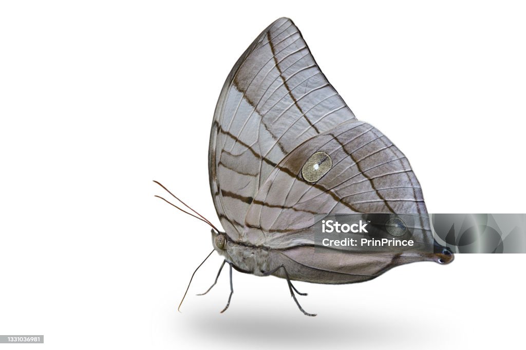 most beautiful grey buuterfly on under wing view as rare species in thailand and asia, koh-i-noor most beautiful grey buuterfly on under wing view as rare species in thailand and asia, koh-i-noor (Amathuxidia amythaon) isolated on white background Animal Stock Photo