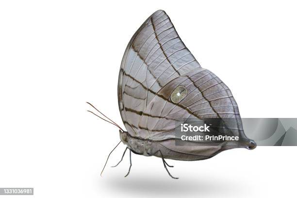 Most Beautiful Grey Buuterfly On Under Wing View As Rare Species In Thailand And Asia Kohinoor Stock Photo - Download Image Now