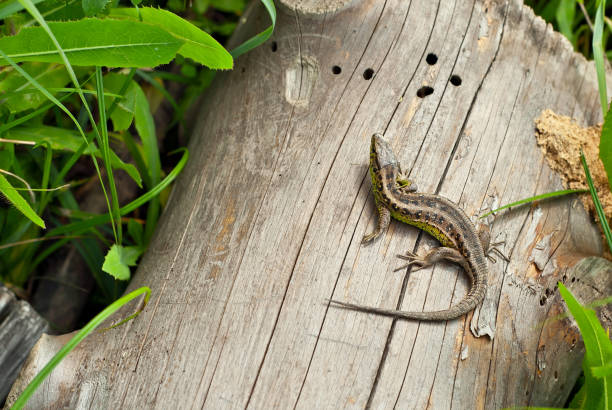 istock Colorful lizard on a wooden background. Lizard on an old tree close up. 1331037042