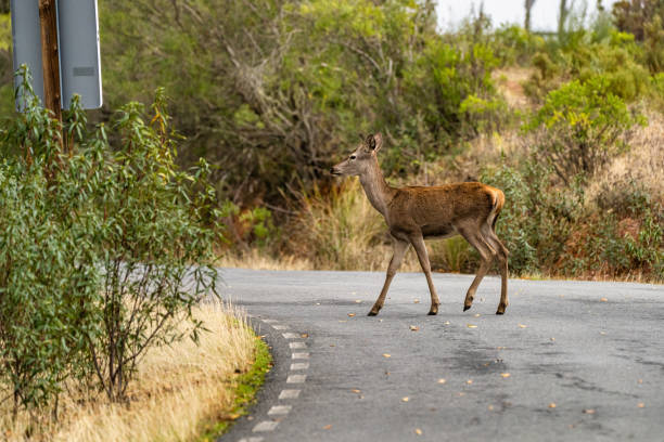 istock Iberian red deer, Cervus elaphus hispanicus. Monfrague National Park, Spain. 1331037294