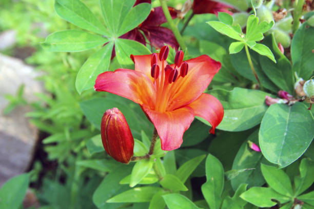 istock Awesome fire-orange flower with opened petals and one closed bud. 1331038291