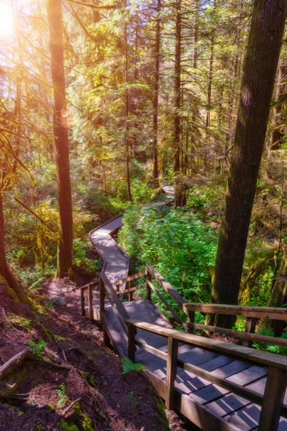 istock Lynn Canyon Park, North Vancouver, British Columbia, Canada. 1331038366