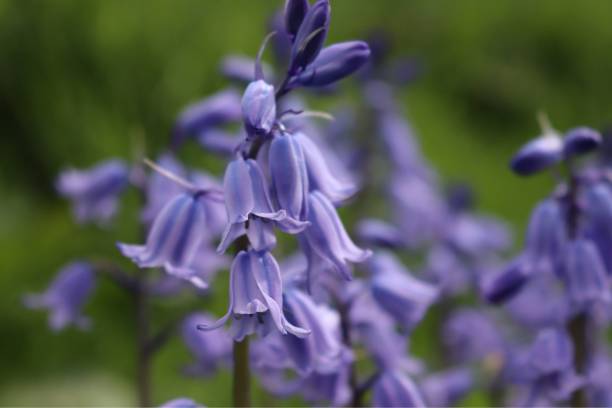 istock Bluebells in the woods 1331039239