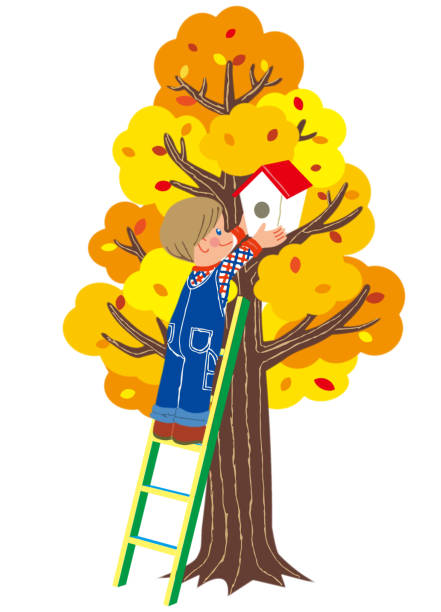illustrations, cliparts, dessins animés et icônes de un garçon sur une échelle mettant un nichoir dans un arbre - birdhouse wood isolated white background
