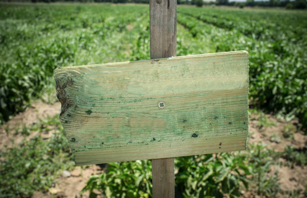 istock Wooden sign used for identify vegetable varieties 1331039572