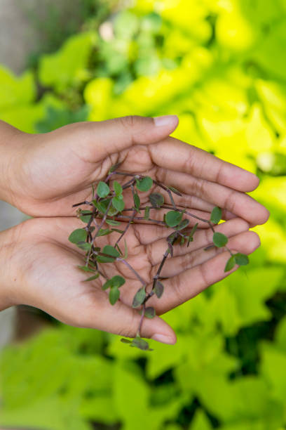 istock Human hands holding a green plant 1331040380