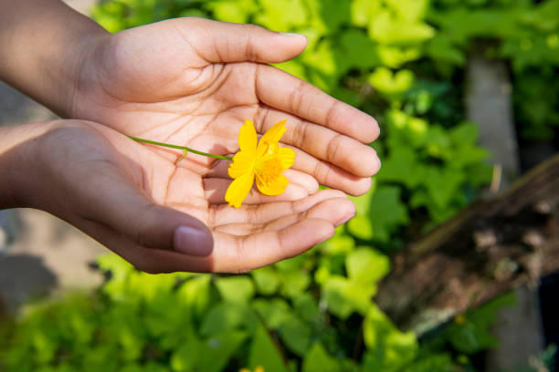 istock Human hands holding a yellow flower 1331040409