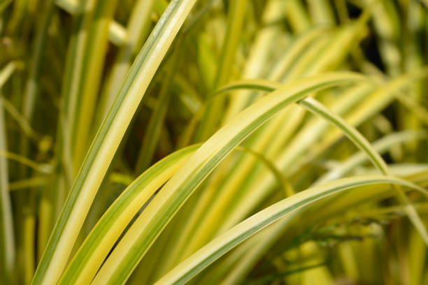 Slender Sweet Flag Ogon leaves - Latin name - Acorus gramineus