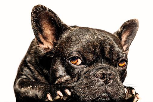 Character portrait of a brown and black French Bulldog isolated against a perfect white background. He is lying on the ground with his ears pricked up with a cute expression on his face. Colour, horizontal format with lots of copy space.