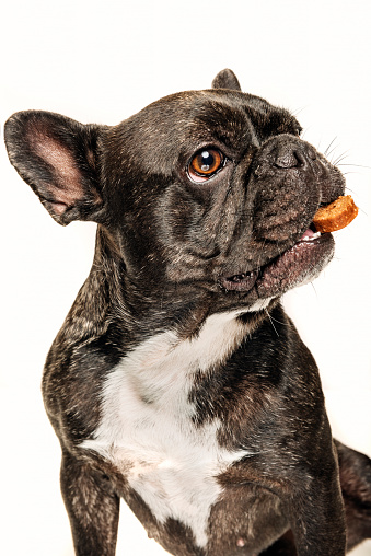 French bulldog trying to catch a dog biscuit thrown to her by her owner. Close-up portrait, photographed against a perfect white background, vertical format with some copy space.