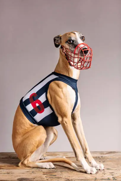 Studio portrait of a racing whippet wearing her numbered vest and muzzle guard, photographed against a smoke gray background. Colour, vertical format with some copy space. She is not a greyhound, greyhounds are bigger and more muscular.