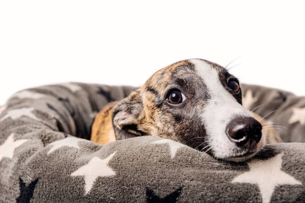 Cute Whippet In Her Basket.