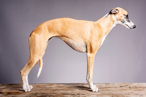 Studio portrait of a racing whippet photographed against a smoke gray background. Colour, horizontal format with some copy space. She is not a greyhound, greyhounds are bigger and more muscular.