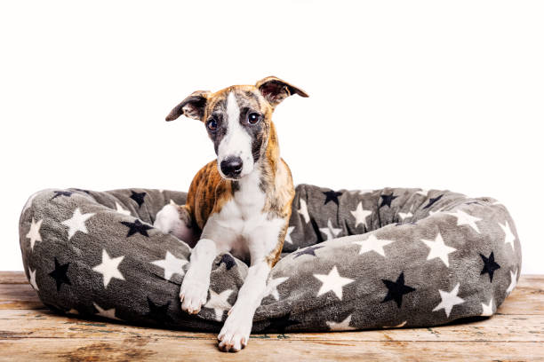istock Cute Whippet In Her Basket. 1331041780
