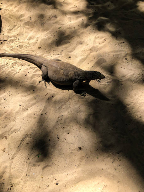 istock photo lizard on the beach 1331041799