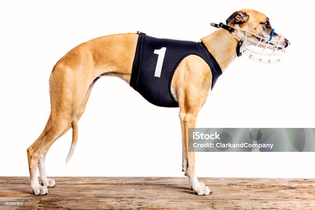 Portrait of a Racing Whippet on a White Background Studio portrait of a racing whippet photographed against a perfect white background. She is wearing a black, number one racing vest and a muzzle.Colour, horizontal format with some copy space. She is not a greyhound, greyhounds are bigger and more muscular. Greyhound Stock Photo