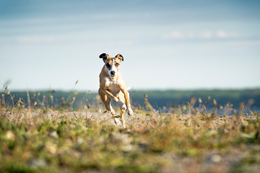 Outdoor portrait of a whippet running after a ball. This is a pure-bred whippet, not a greyhound, greyhounds are bigger and more muscular. Horizontal format with some copy space.