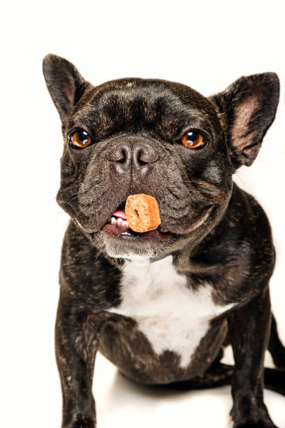 istock French Bulldog Catching a Biscuit. 1331042384