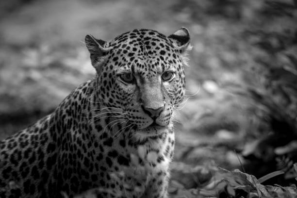 istock Sri Lankan leopard in the jungle 1331042530
