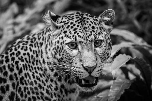 istock Sri Lankan leopard in the jungle 1331042531