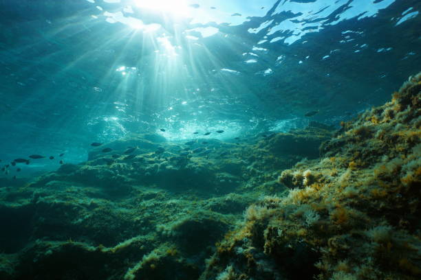 istock Underwater seascape sunlight and rock with fish 1331042539