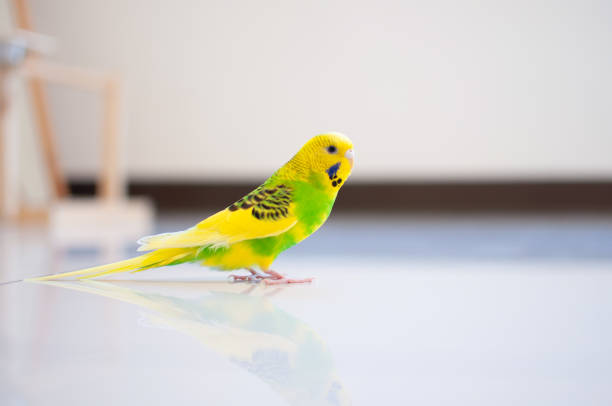 istock A Budgerigar playing with toy blocks. Melopsittacus undulatus. 1331042650