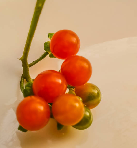 A bunch of solanum nigrum. A beautiful ripened bunch of solanum nigrum fruits looks beautiful. solanum nigrum stock pictures, royalty-free photos & images