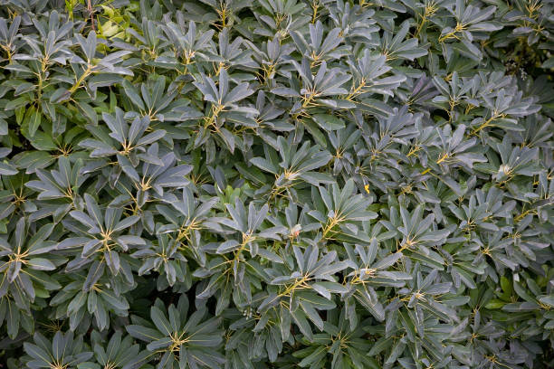 istock A beautiful deciduous plant with many green leaves. 1331042836