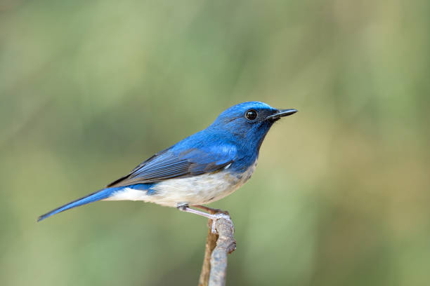 istock beautiful blue bird with sharp feathers and big eye firmly perching on thin tree twig 1331042885
