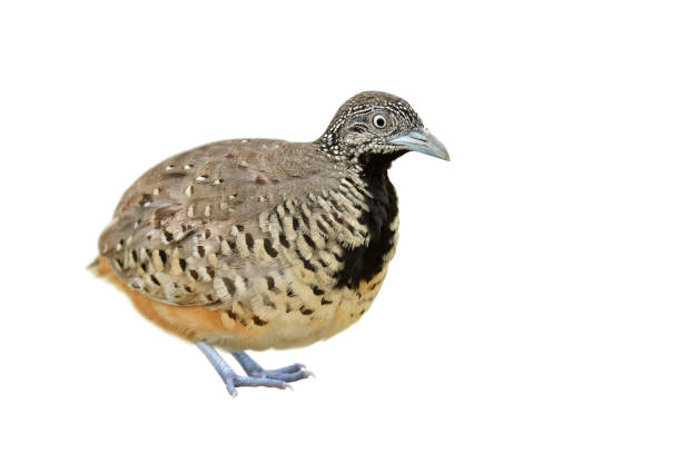 istock Female Barred buttonquail or Common bustard-quail 1331042907