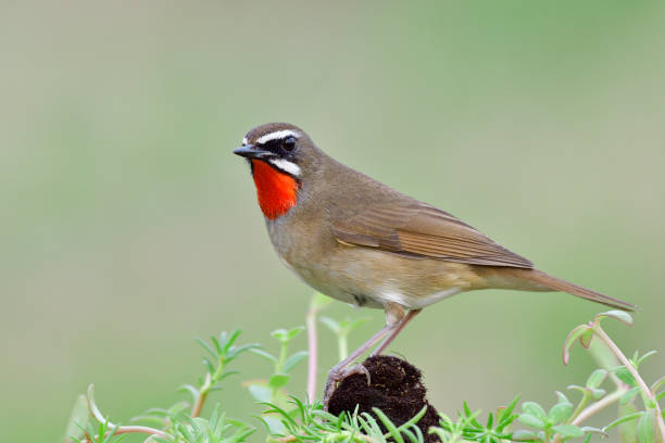 istock beautiful brown bird with bright red neck and sharp eyes 1331042982