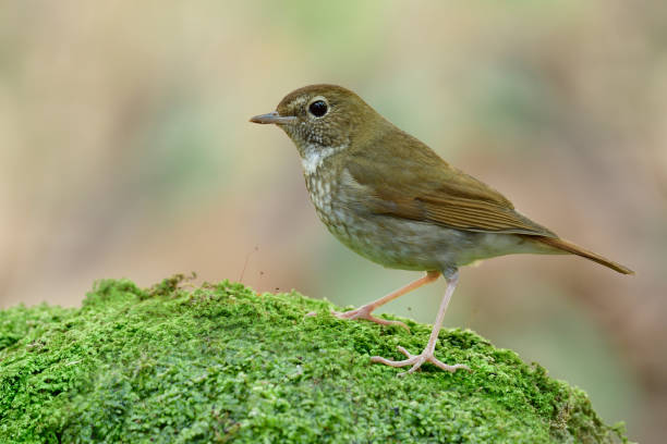 istock camouflage brown bird proudly perching on fresh green moss grass, rufous-tailed robin (arvivora sibilans) 1331043637