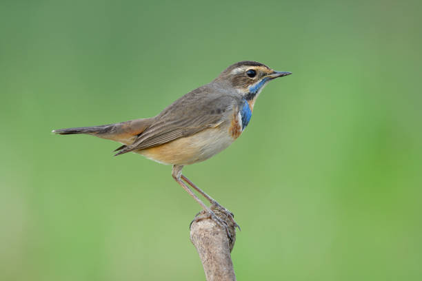 istock bluethroat (luscinia svecica) lovely brown with pale blue feathers 1331043687