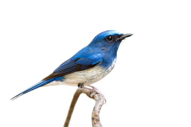 istock blue bird with white belly and large eyes perching on thin vine 1331043695