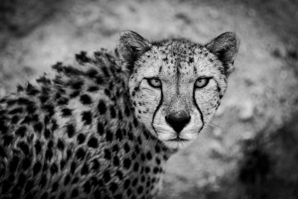 istock Cheetah walking in the savannah 1331043717