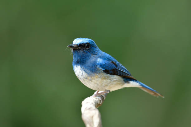 istock Chubby blue bird with white feathers and yellow spots on its belly perching on tree branch over fine green background, hainan blue flycatcher 1331043774