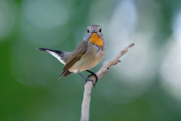 istock beautiful bird perching on thin branch over bright green background in nature 1331043794