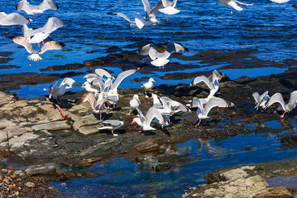 istock Flock with gulls at a rocky sea beach 1331043881