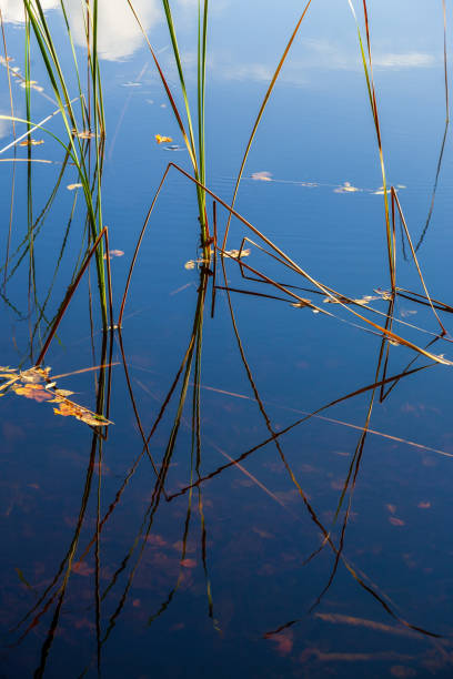 istock Reeds with reflections in the water 1331044043