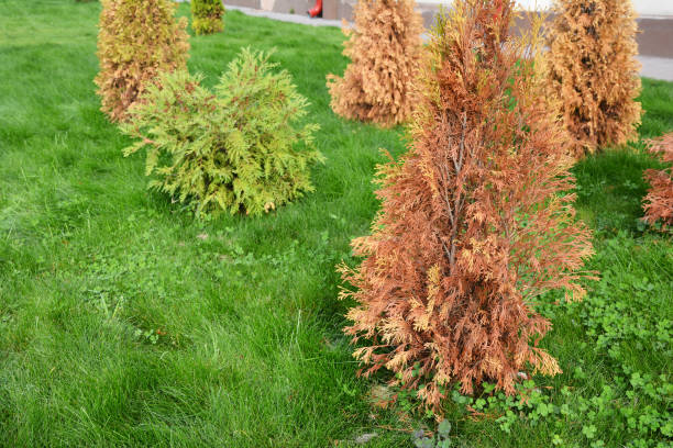 Brown, dead arborvitae trees, thuja on a green lawn. A newly planted arborvitae is dying. Arborvitae, thuja care, problems and diseases. Brown, dead arborvitae trees, thuja on a green lawn. A newly planted arborvitae is dying. Arborvitae, thuja care, problems and diseases. thuja occidentalis stock pictures, royalty-free photos & images