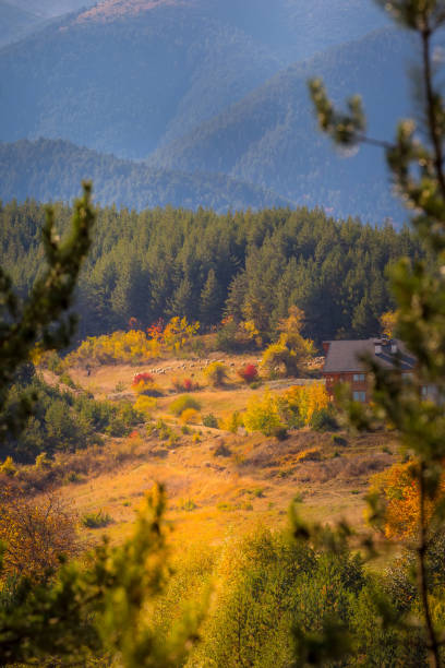 istock Road in the autumn forest view, Bansko, Bulgaria 1331045183