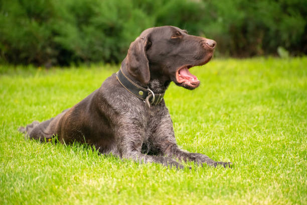 Portrait of a deutsch drahthaar dog lying on the lawn on a summer day Drathaar dog lies on a mowed lawn and yawns deutsch drahthaar stock pictures, royalty-free photos & images