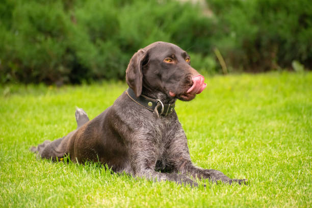 Portrait of a deutsch drahthaar dog lying on the lawn on a summer day Drathaar dog lies on the lawn and licks his lips deutsch drahthaar stock pictures, royalty-free photos & images