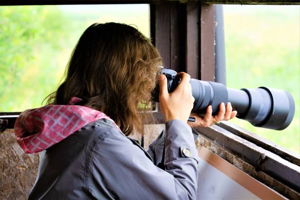 Taking shots from a hide, at Blacktoft Sands RSPB reserve, Goole. stock photo