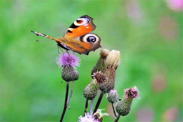 The Peacock butterfly's spectacular pattern of eyespots evolved to startle or confuse its predators, making it one of the most easily recognised species.