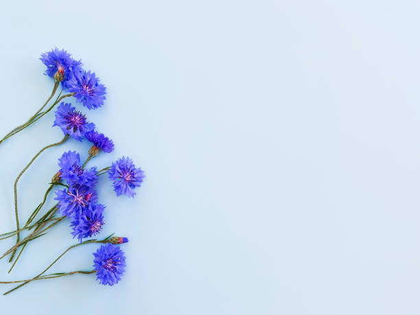 istock Flower frame / border of blue flowers on a pastel blue background. Top view, copy space. Empty space for a text or beauty product. Lifestyle, floral flatlay. 1331046573
