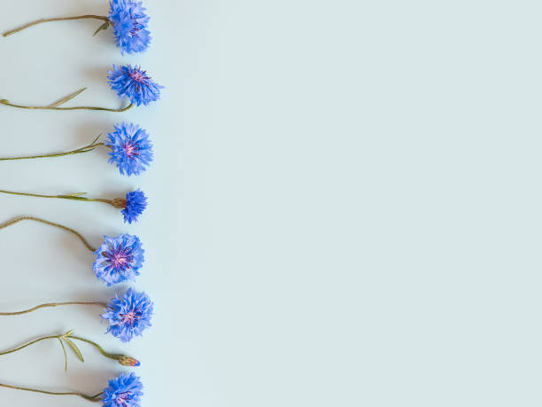istock Flower line of blue cornflowers on a pastel blue background. Top view, copy space. Empty space for a text or beauty product. Lifestyle. 1331046583
