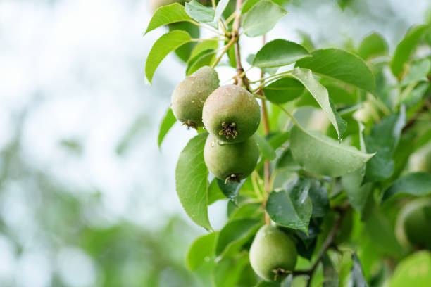 istock Ripe pears on the tree with rain drops, close-up 1331047384