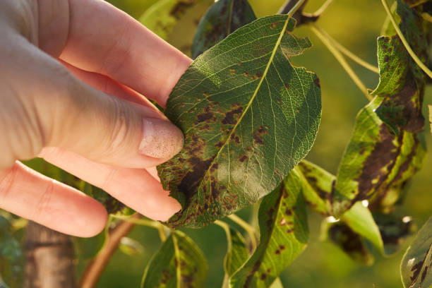 istock A hand holding a pear leaf with blister mite 1331047720
